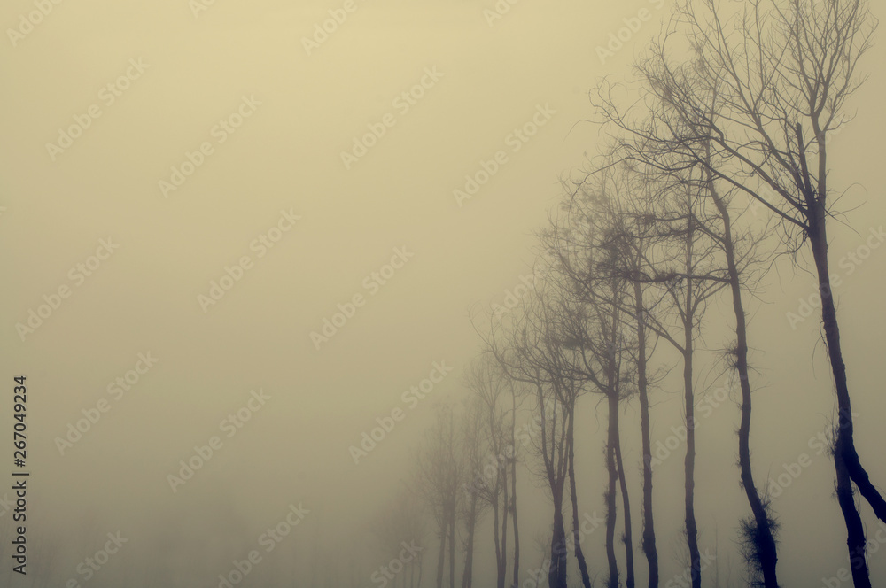 Obraz premium Dried tree in fog