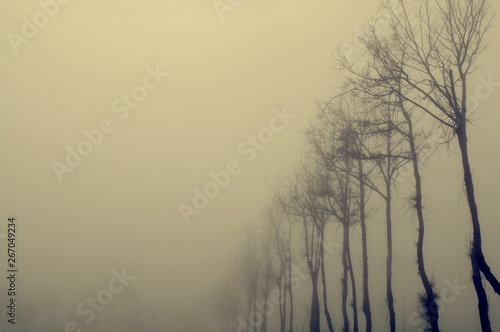 Dried tree in fog