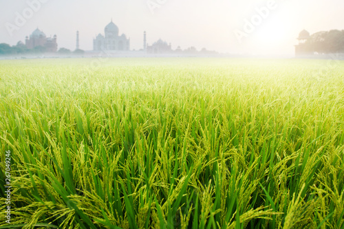 Paddy rice fields with Taj Mahal