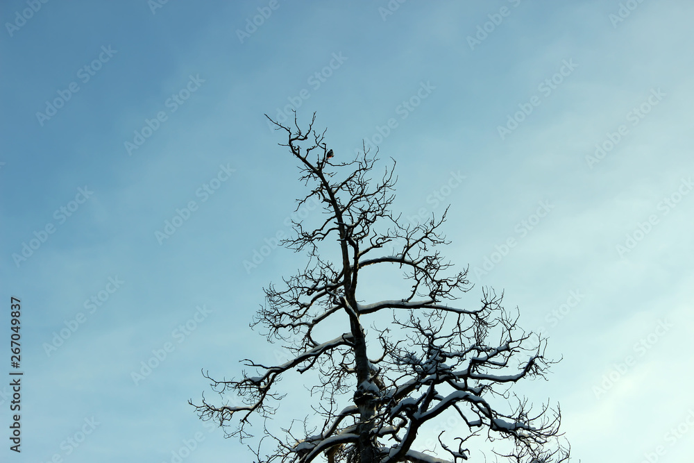 Silhouette of the top of a fir tree of dry wood against the sky. Silhouette of the top of a fir tree of dry wood against the sky.