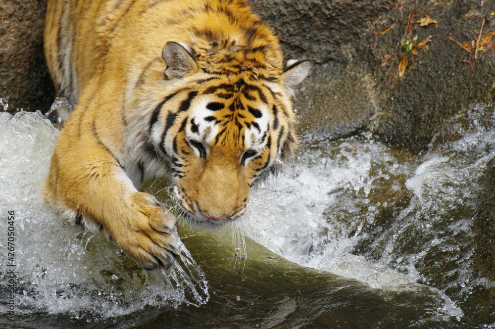 Naklejka premium トラの水遊び