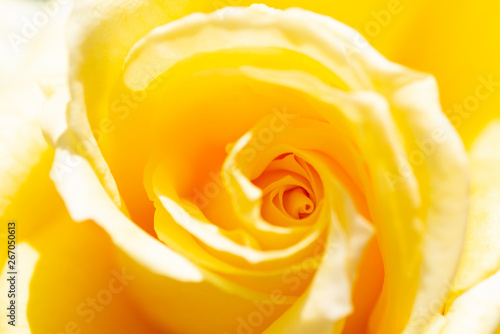 yellow rose's petal