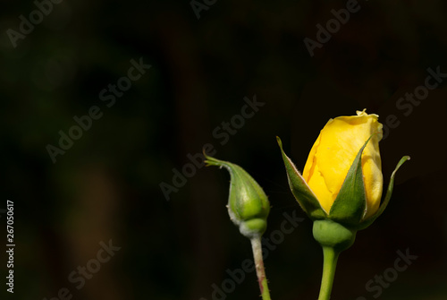 yellow rose's buds with black back ground