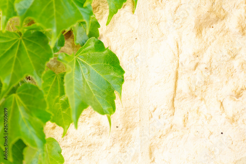 leaf and white wall