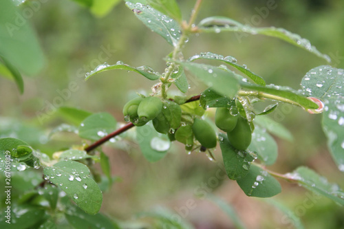 Lonicera Caerulea Kamtschatica branch with unripe green fruits. Blueberry bush in springtime covered by raindrops