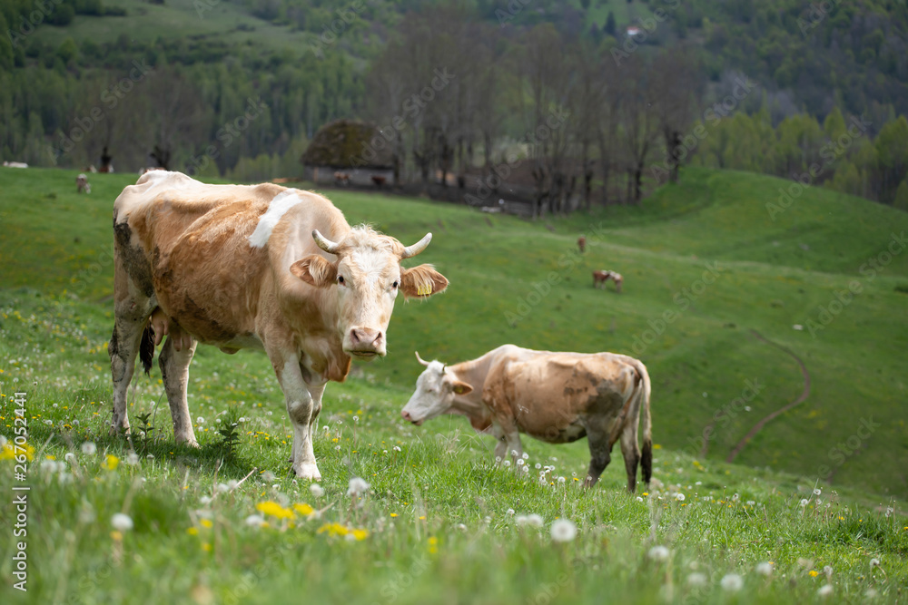 Herd of alpine cows grazing on the green pasture.