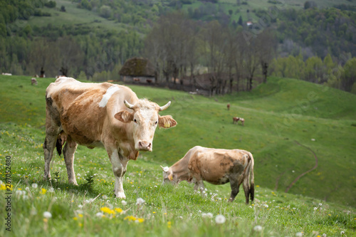 Wallpaper Mural Herd of alpine cows grazing on the green pasture. Torontodigital.ca