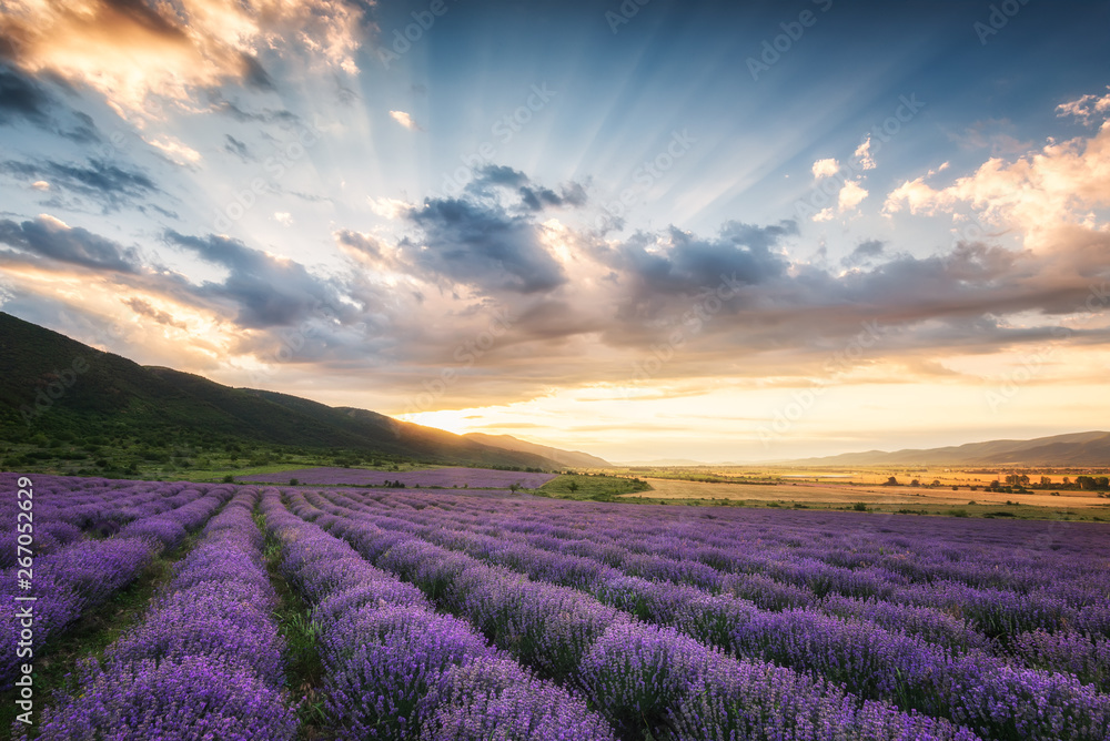 Lavender field at sunrise / Stunning view with a beautiful lavender field at sunrise Lavender field at sunrise / Stunning view with a beautiful lavender field at sunrise