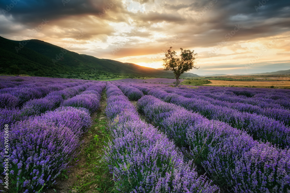 Fototapeta Lavender field at sunrise / Stunning view with a beautiful lavender field at sunrise