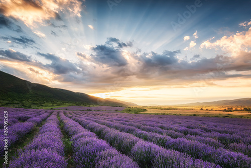 Lavender field at sunrise   Stunning view with a beautiful lavender field at sunrise