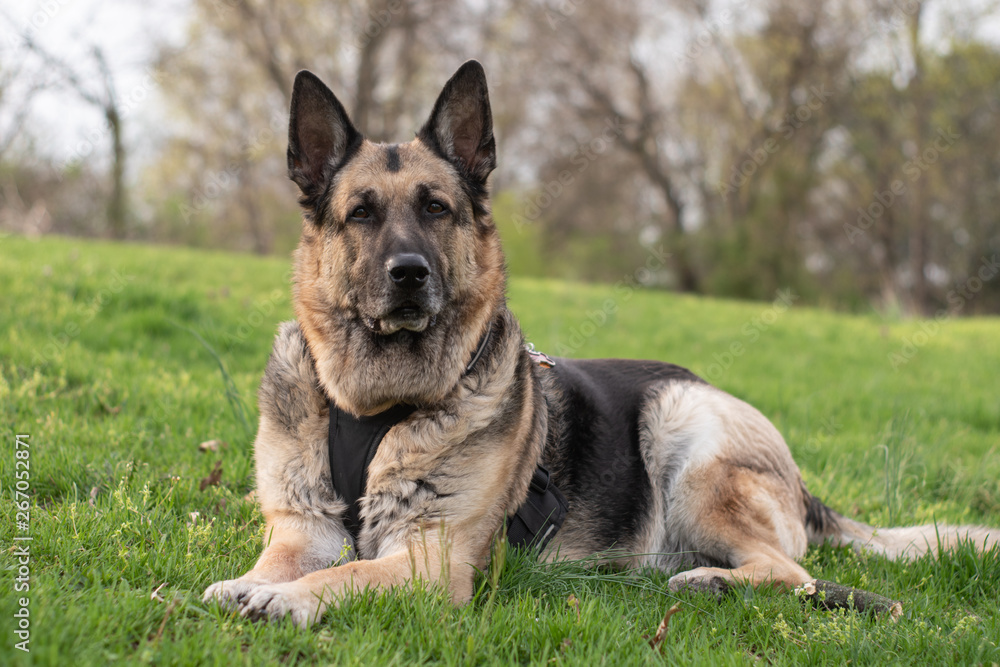 german shepherd dog on the grass