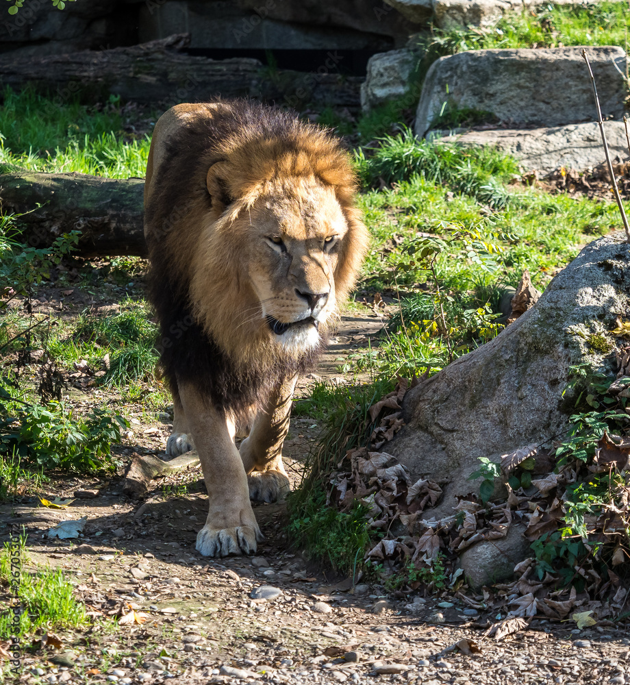 Obraz premium The lion, Panthera leo is one of the four big cats in the genus Panthera