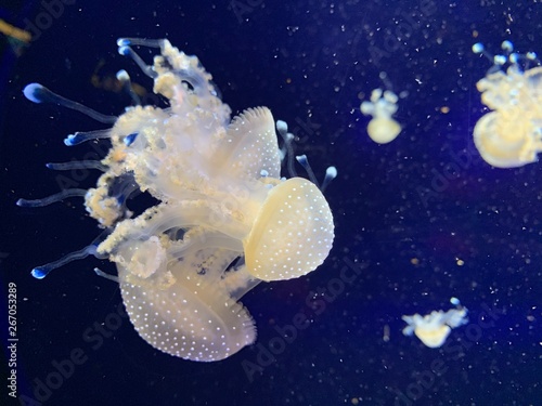 Group of beautiful jellyfishes floating in aquarium 