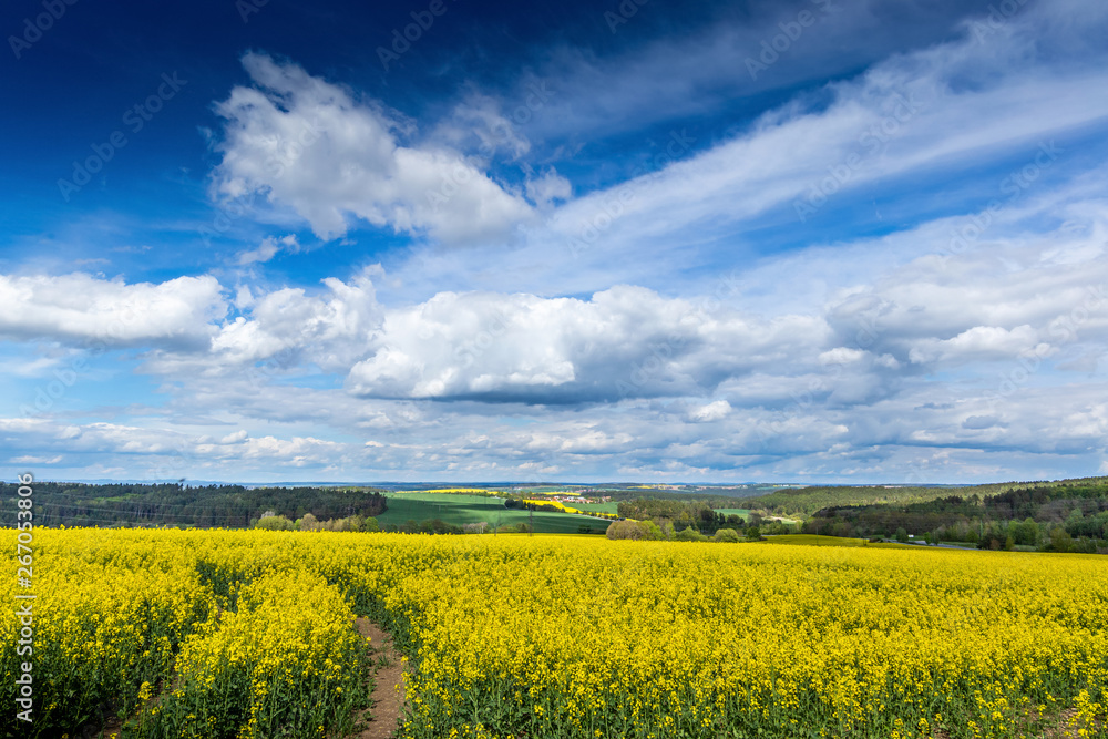 Yellow fields, flowers of rape, colza. Agriculture, spring in Czech Republic.