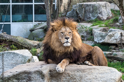 The lion  Panthera leo is one of the four big cats in the genus Panthera