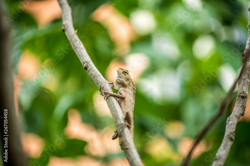 Lizard on a little tree branch