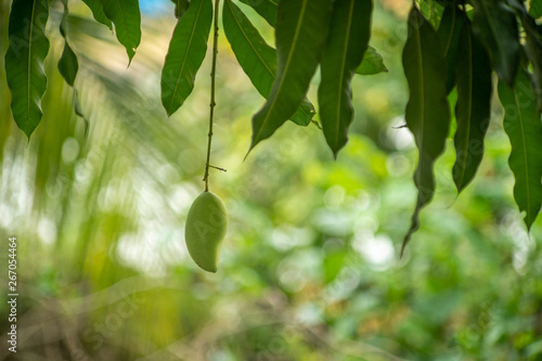 Mango fruit hang on the tree