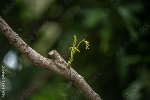 Young tree branch growing up