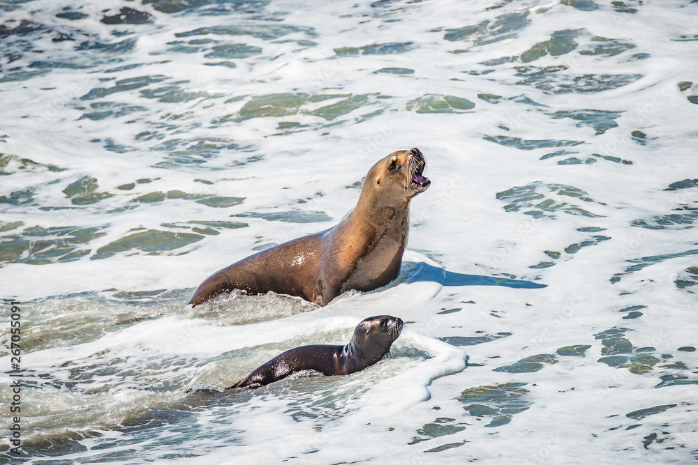 Fototapeta premium Sea lion mother and her calf learning to swim at Peninsula Valdes, Punta Norte, Patagonia, Argentina