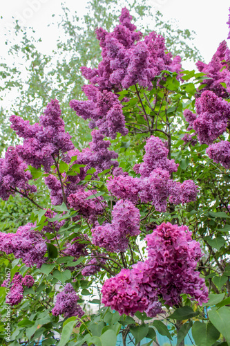 Purple lilac. Color is multifaceted. The flowers are large, four-lobed. Inflorescences are collected in large bunches. Leaves are rich green. Sunlight. Spring, the awakening of nature.
