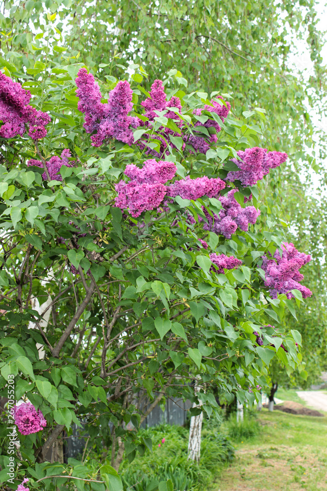Obraz premium Purple lilac. Color is multifaceted. The flowers are large, four-lobed. Inflorescences are collected in large bunches. Leaves are rich green. Sunlight. Spring, the awakening of nature.