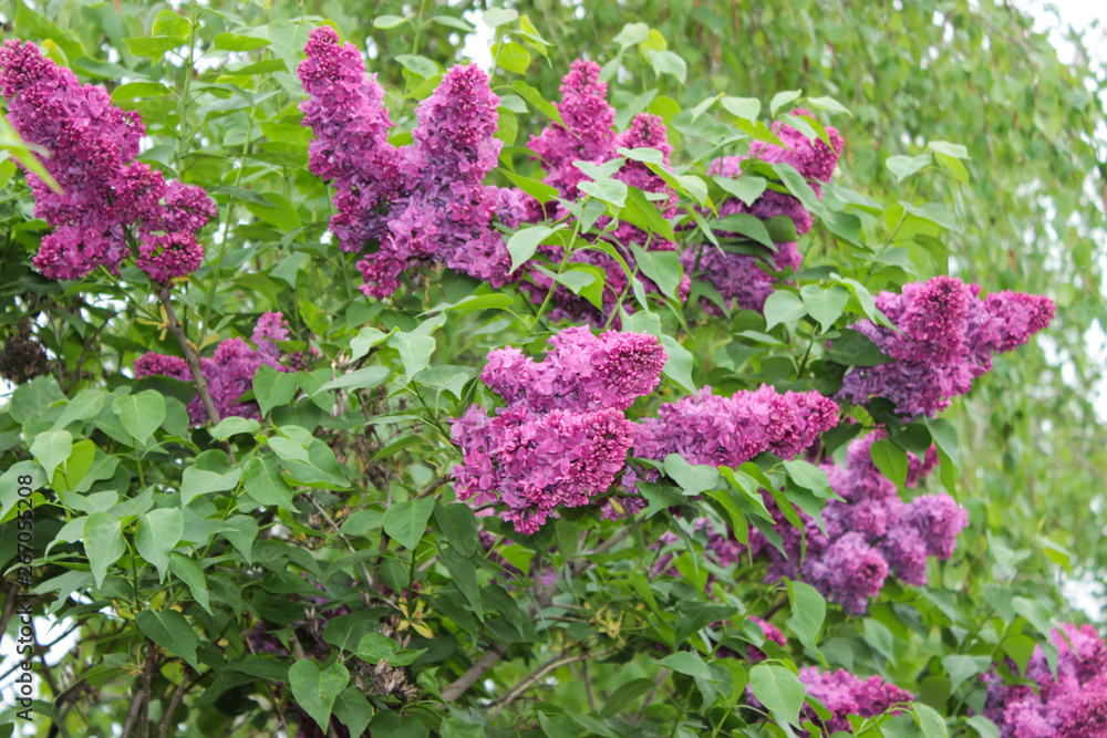 Obraz premium Purple lilac. Color is multifaceted. The flowers are large, four-lobed. Inflorescences are collected in large bunches. Leaves are rich green. Sunlight. Spring, the awakening of nature.
