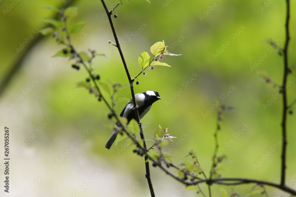 野鳥　シジュウカラ