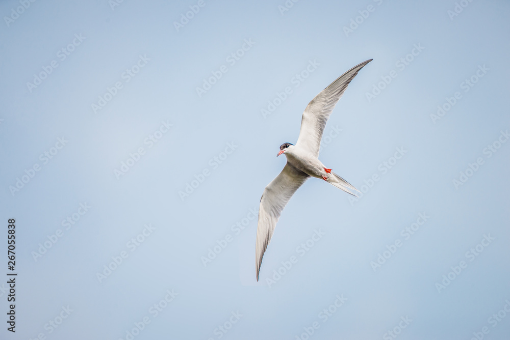 Common tern flying and hunting for fish