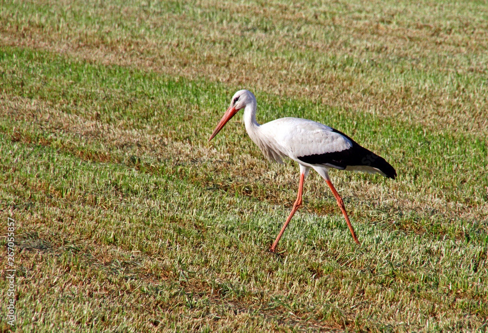 Fototapeta premium Stork on agricultural field
