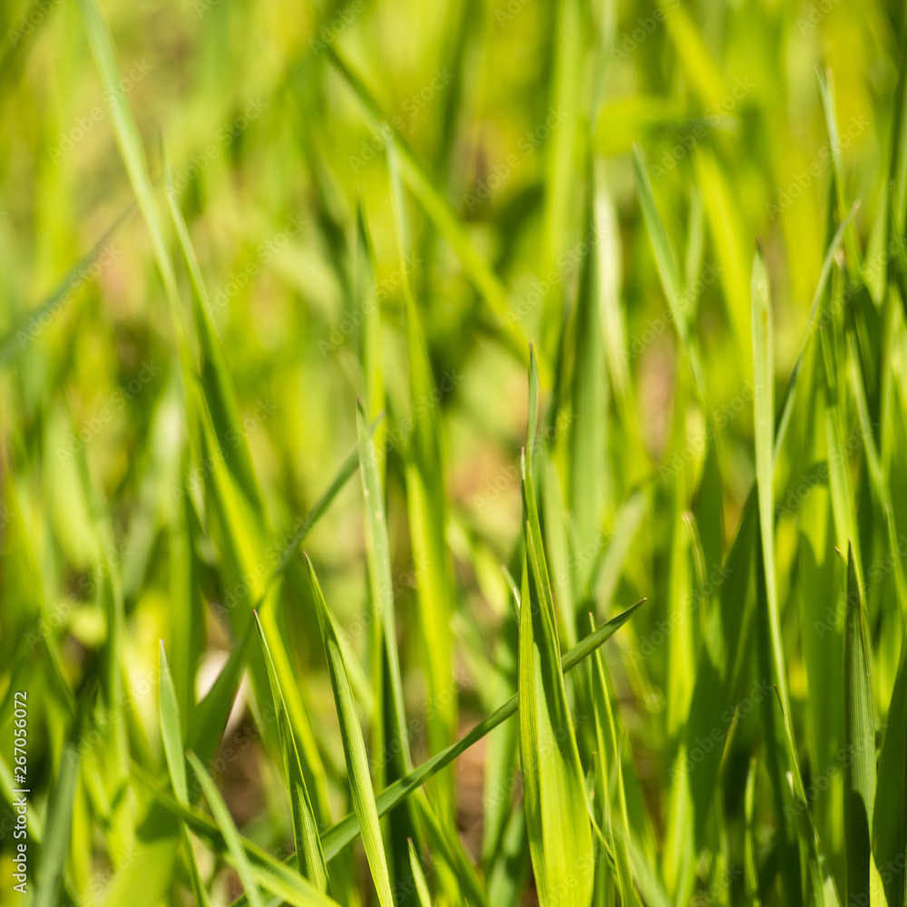 Square background with bright green grass Square background with bright green grass