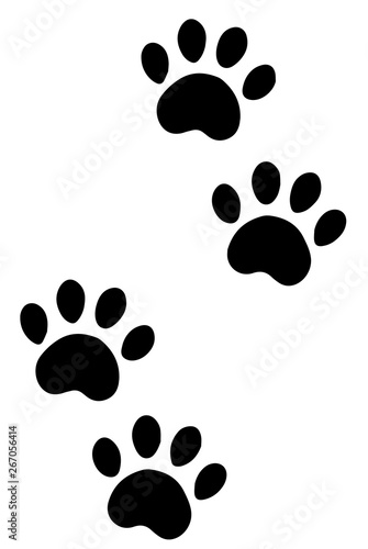 paws of a dog photo