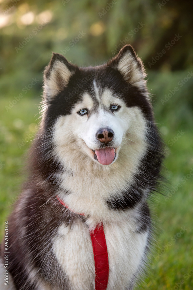 Siberian Husky on the grass i