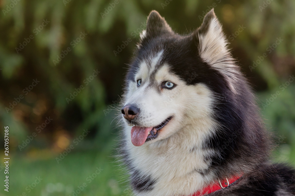 Siberian Husky on the grass i