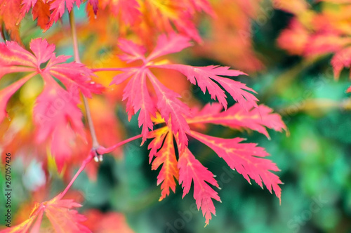 Bright autumn foliage close-up
