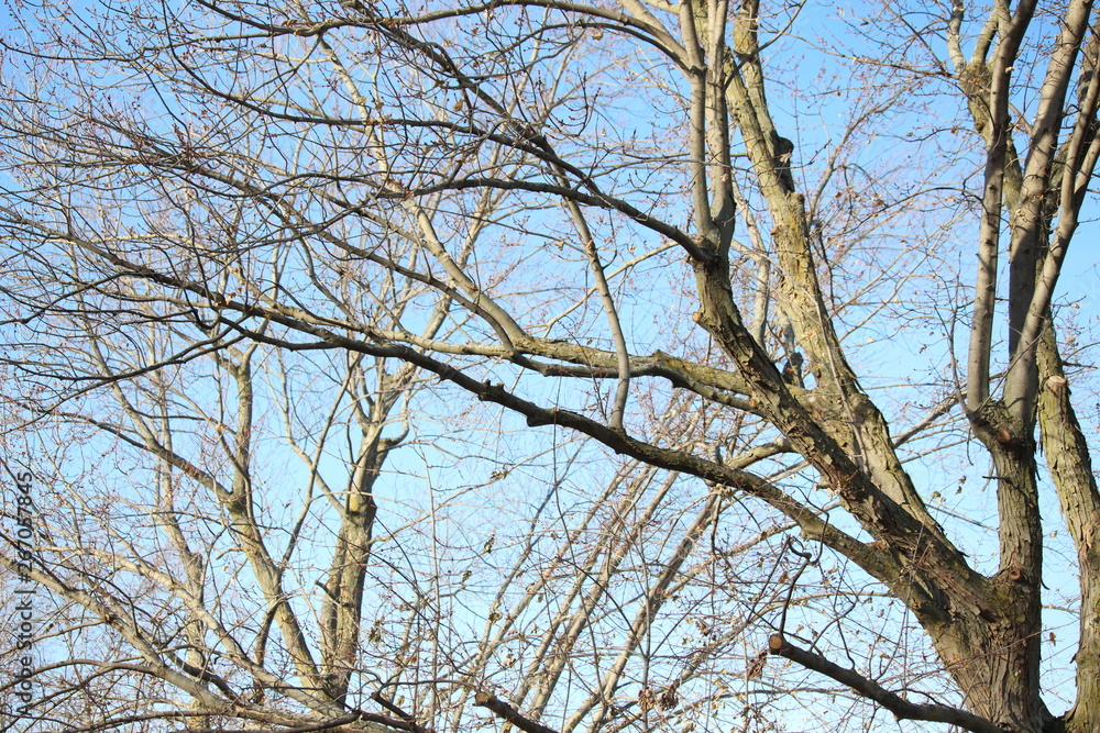 branches of a tree branches of a tree