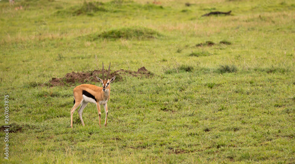 Thomson's Gazelle in the grass landscape of the savannah in Kenya Thomson's Gazelle in the grass landscape of the savannah in Kenya