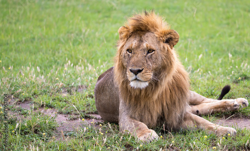A big lion lies in the grass in the savanna of Kenya