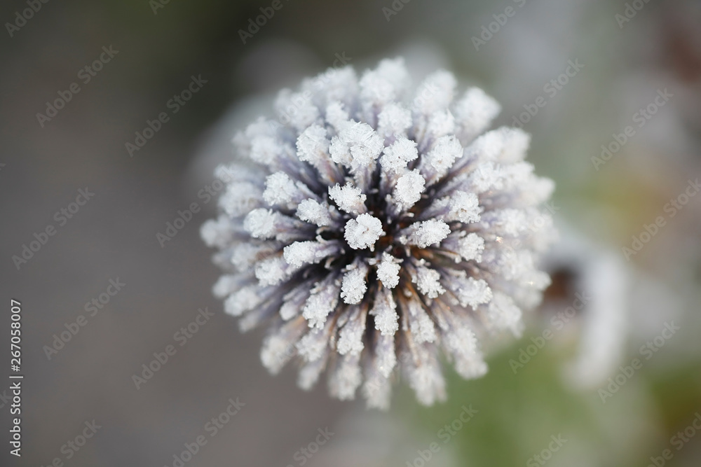 Frosty flowers of blue globe-thistle Frosty flowers of blue globe-thistle