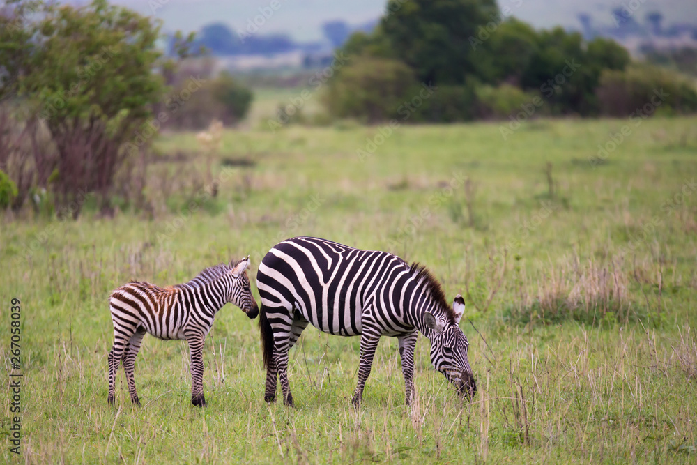 Zebras in the middle of the savannah of Kenya Zebras in the middle of the savannah of Kenya