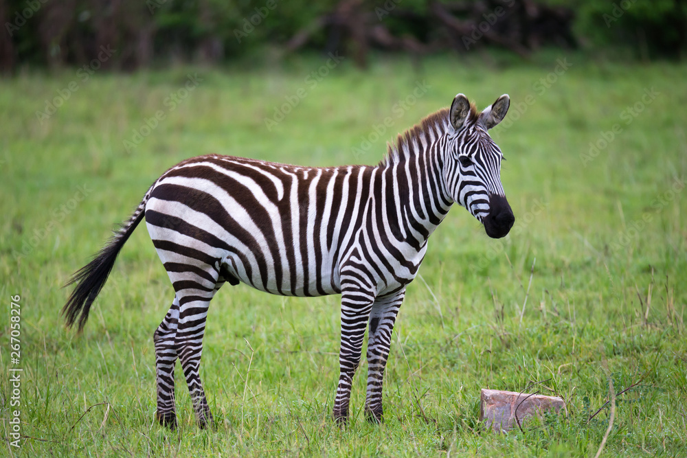 Zebras in the middle of the savannah of Kenya Zebras in the middle of the savannah of Kenya
