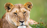 The portrait of a lioness, she lies in the grass in the savannah
