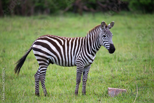 Zebras in the middle of the savannah of Kenya