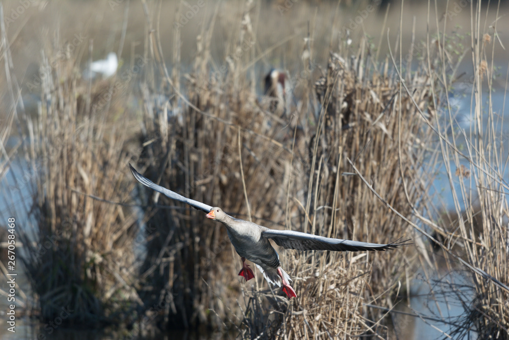 Obraz premium Graugans