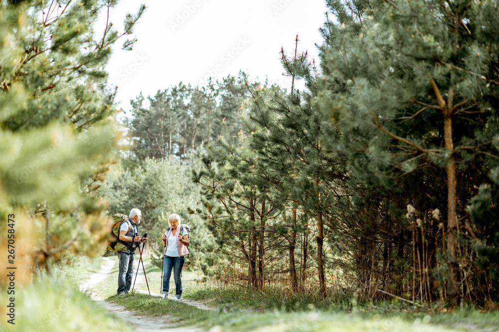 Happy senior couple hiking with trekking sticks and backpacks at the young pine forest. Wide view with copy space