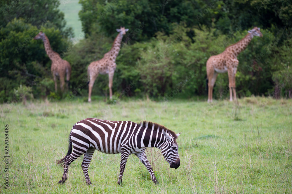 Obraz premium Zebras in the middle of the savannah of Kenya