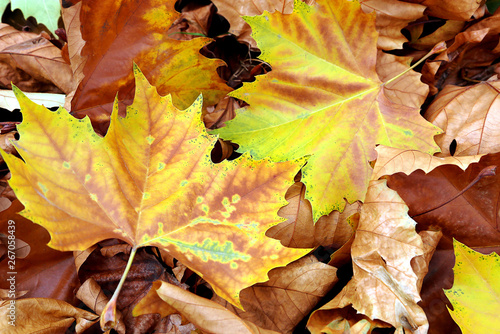Bright autumn maple foliage