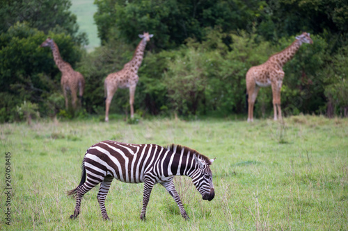 Zebras in the middle of the savannah of Kenya