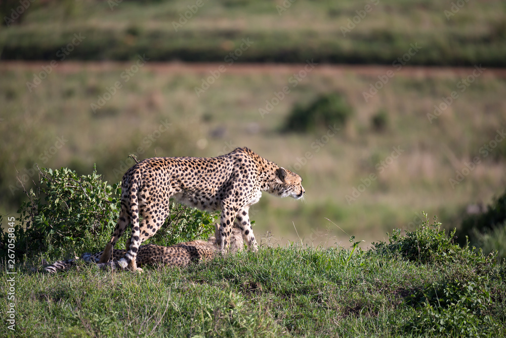 A cheetah walks between grass and bushes in the savannah of Kenya A cheetah walks between grass and bushes in the savannah of Kenya