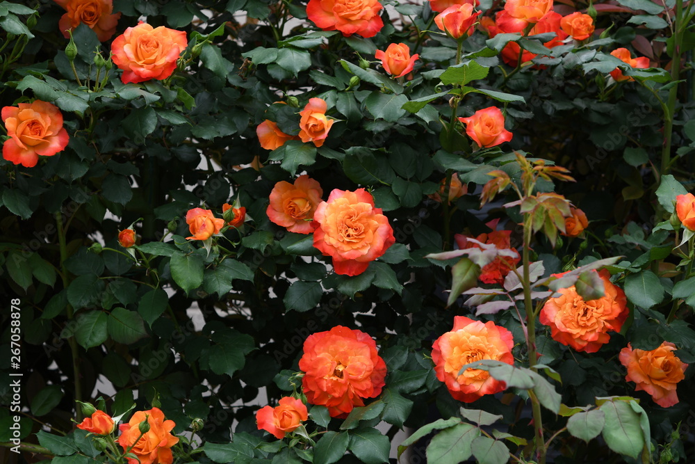 オレンジ色のバラの花 オレンジ色のバラの花