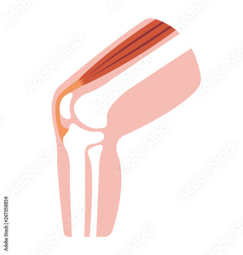 Knee joint section illustration (no text)